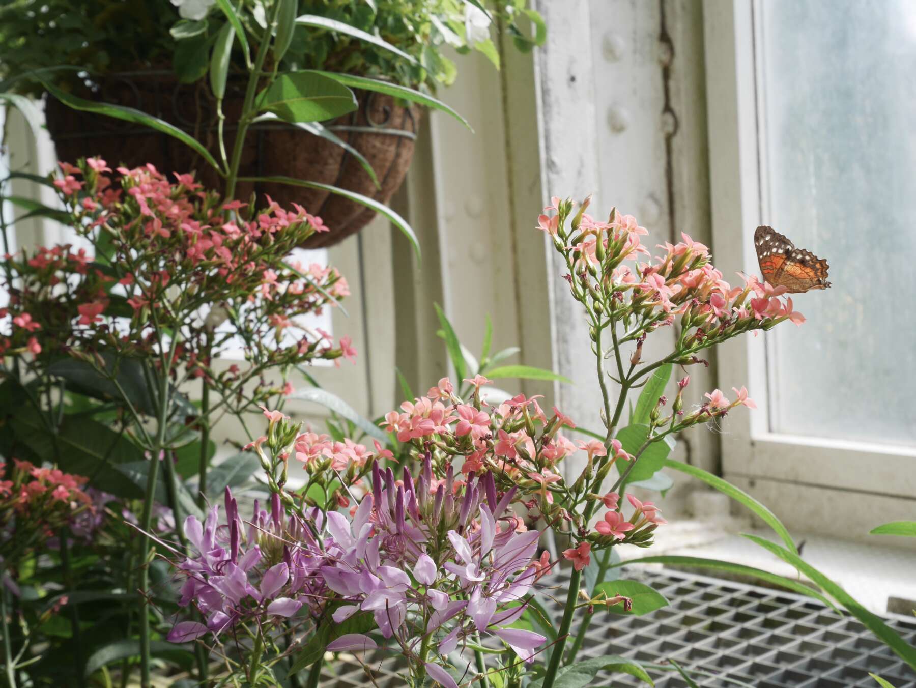 Schmetterling Haus